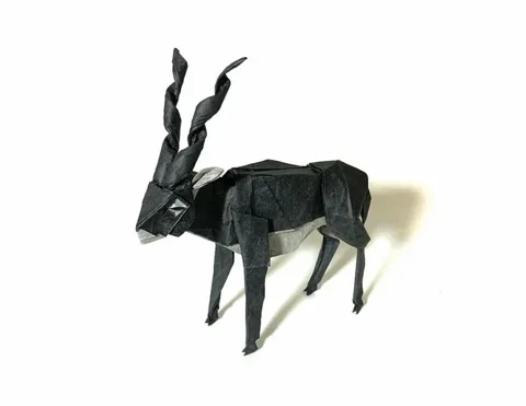 Black Buck