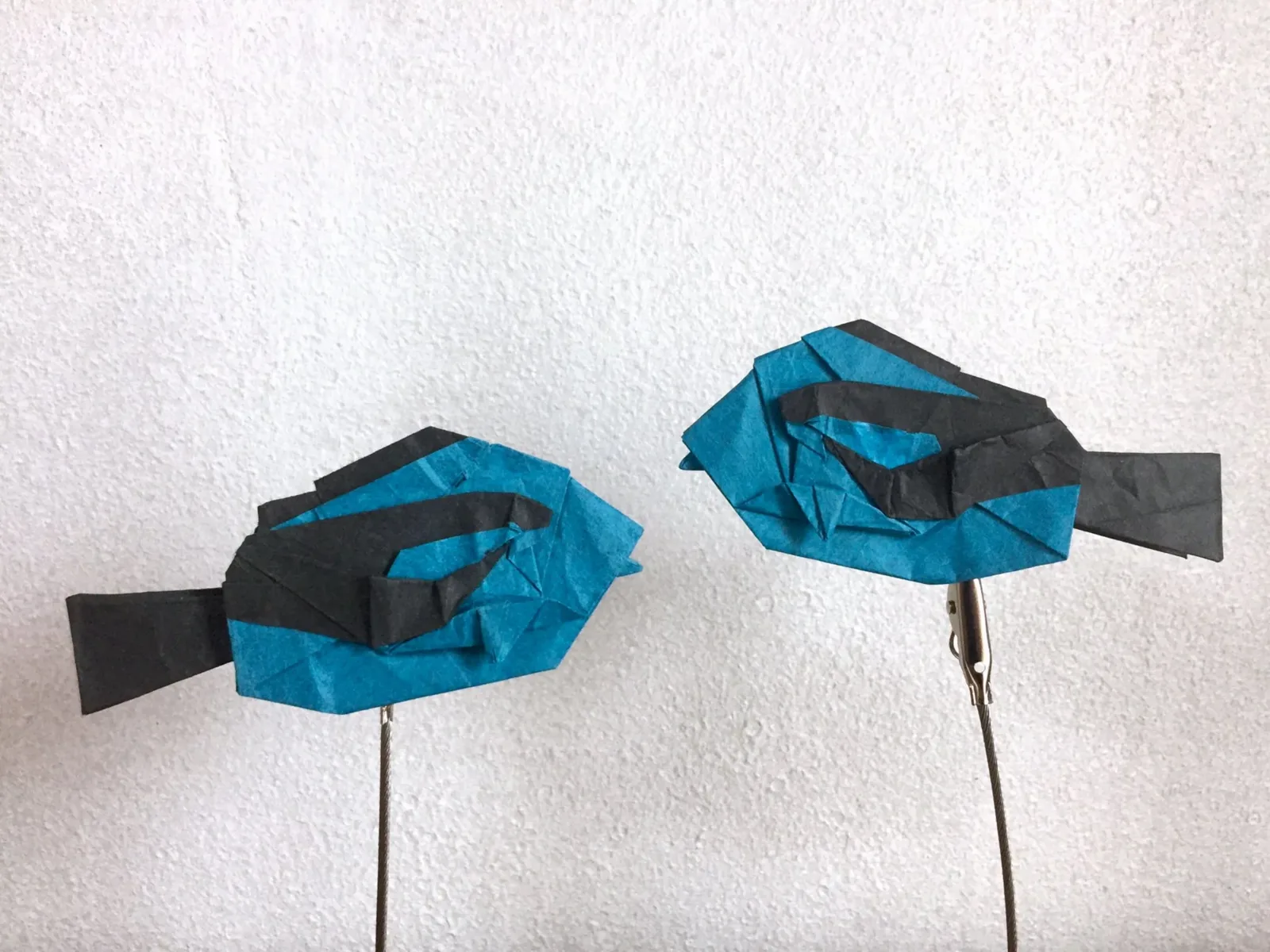 Blue Tang