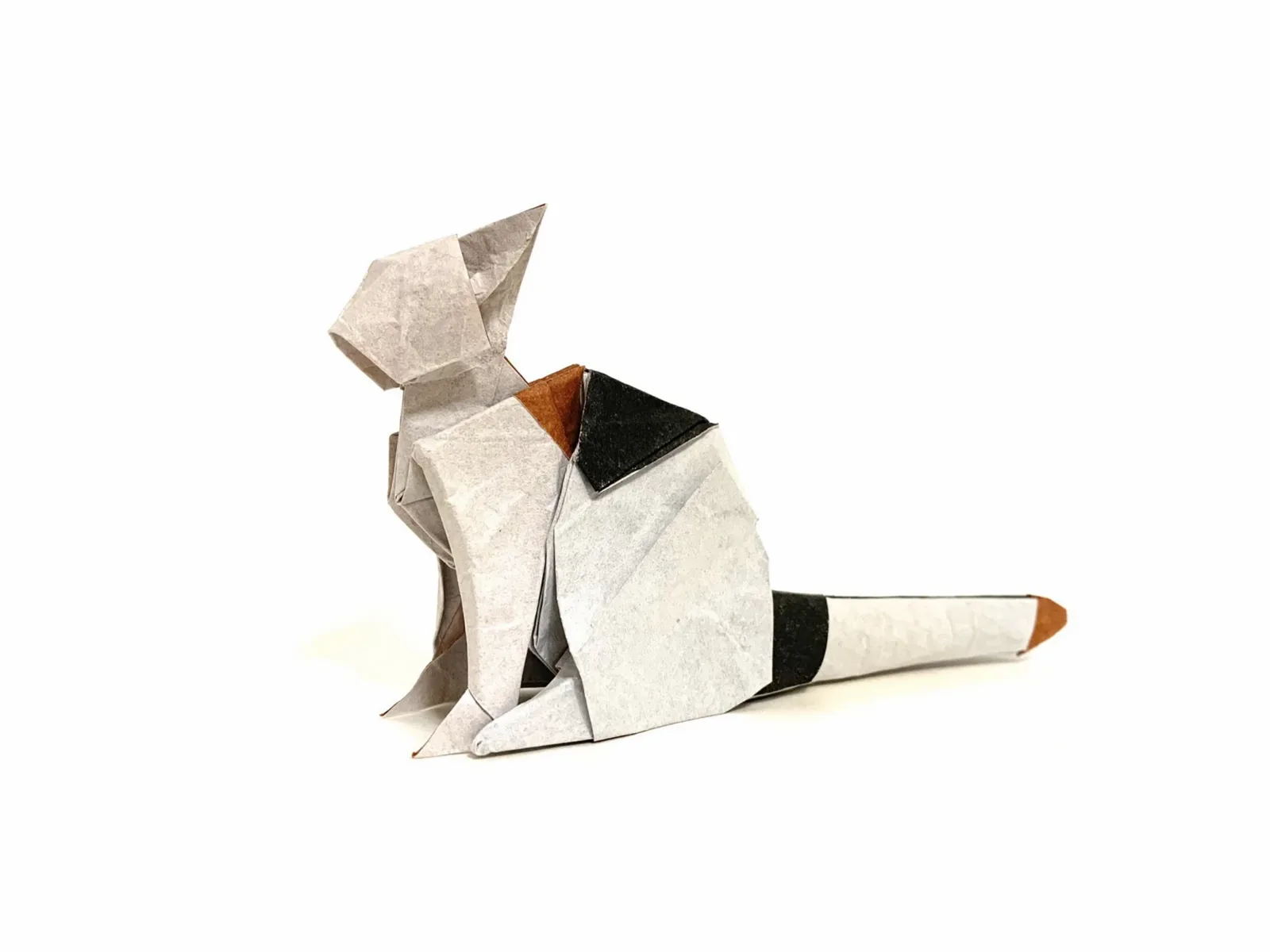 Calico Cat