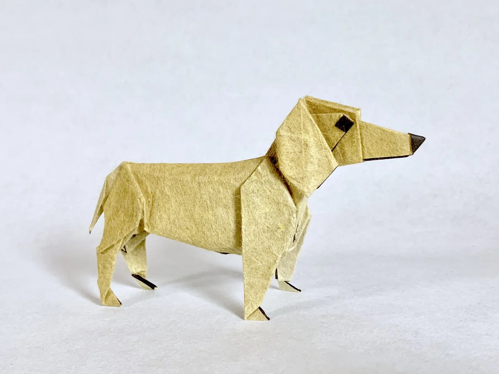 Dachshund 1.0