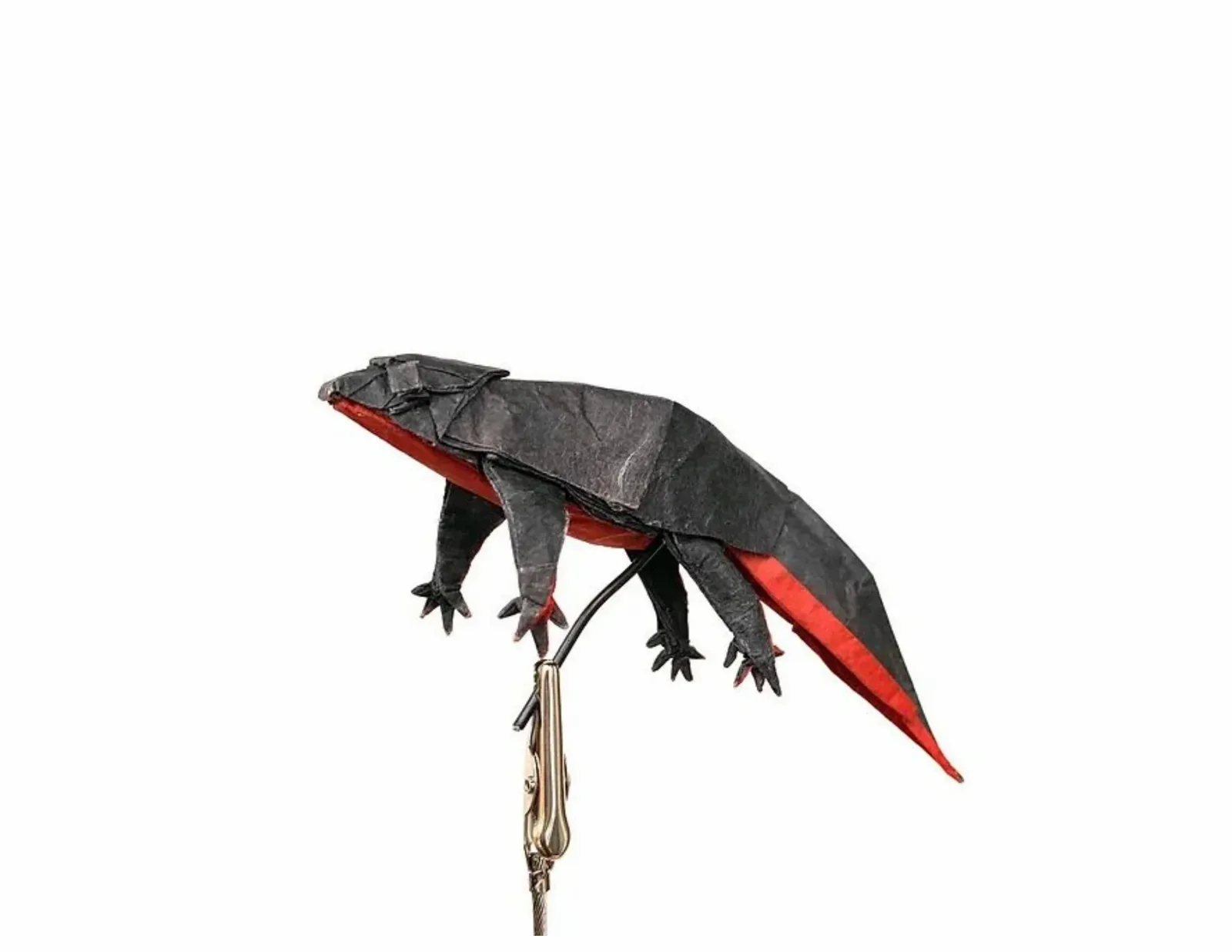 Fire Belly Newt