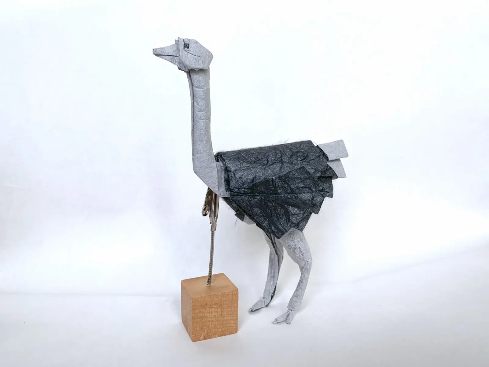 Ostrich