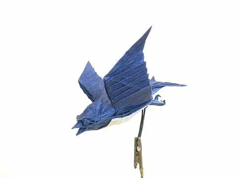 Swallow