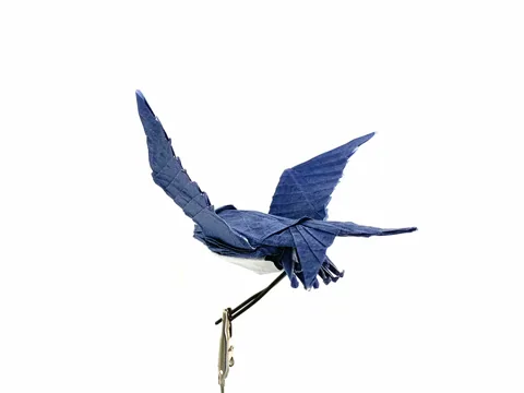 Swallow