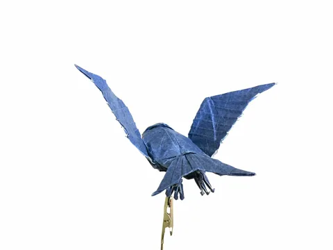 Swallow