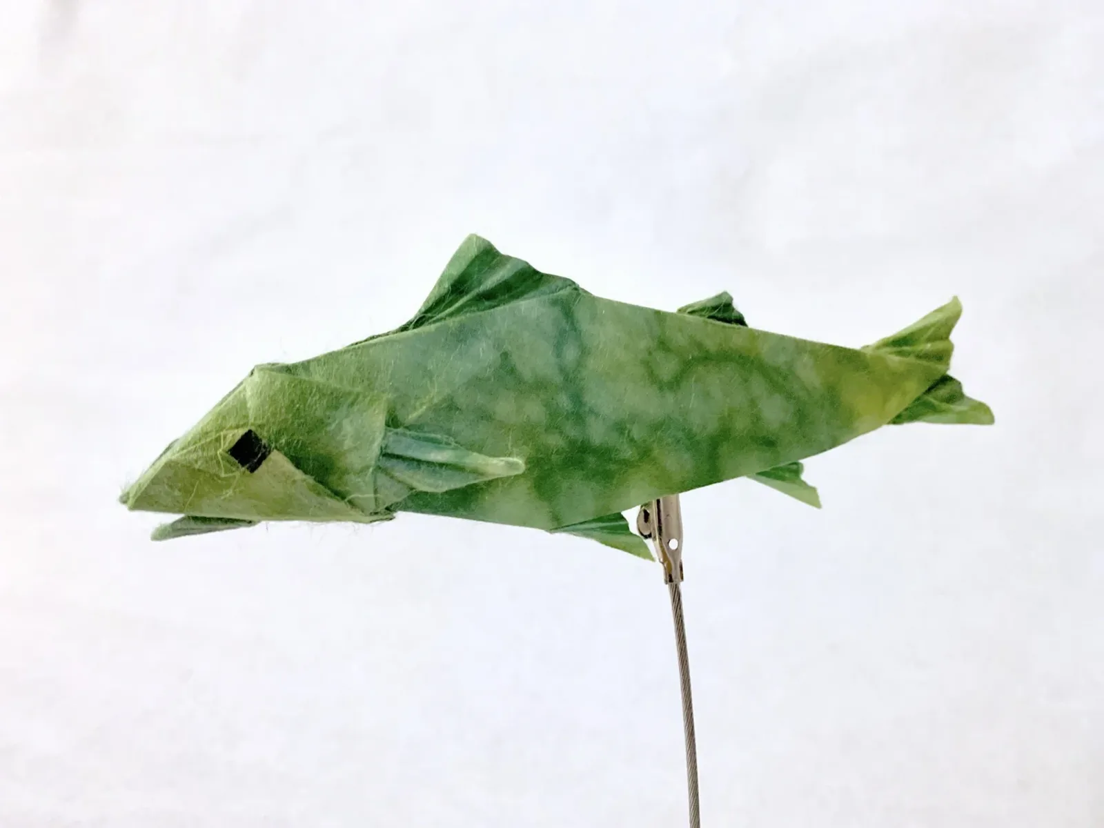 Sweetfish