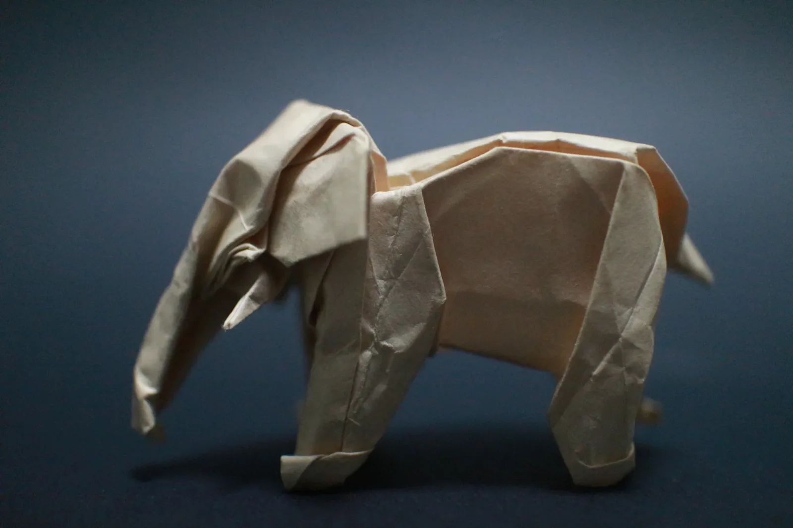 Sumatran Elephant