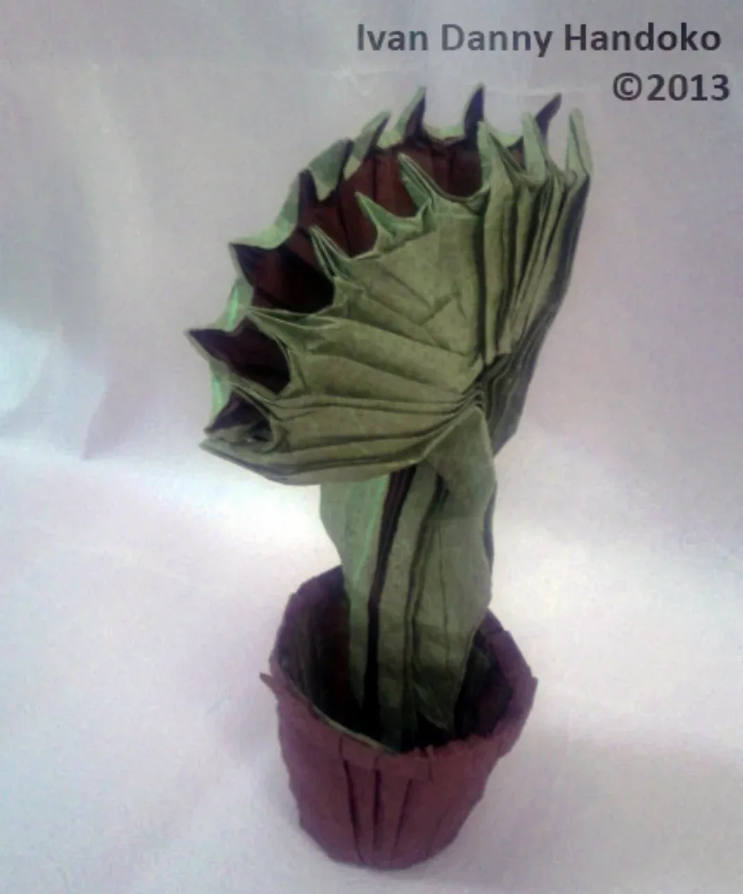 Venus Flytrap