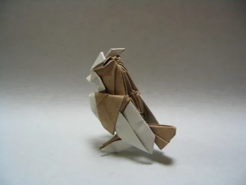 Pidgey