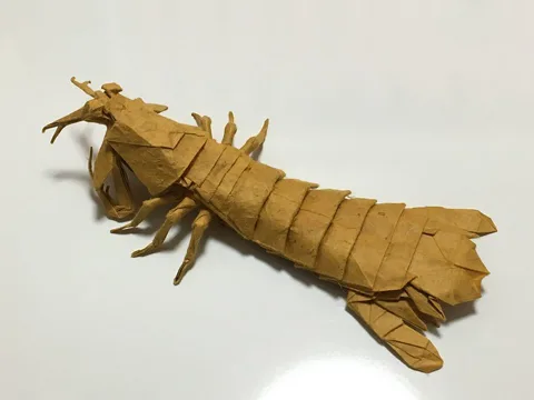 Mantis shrimp