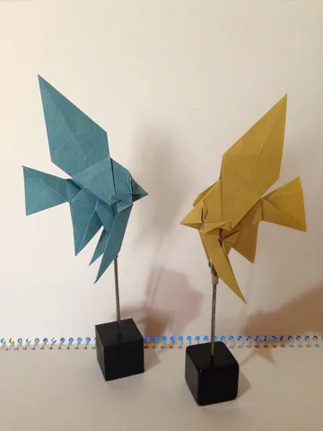 Angelfish
