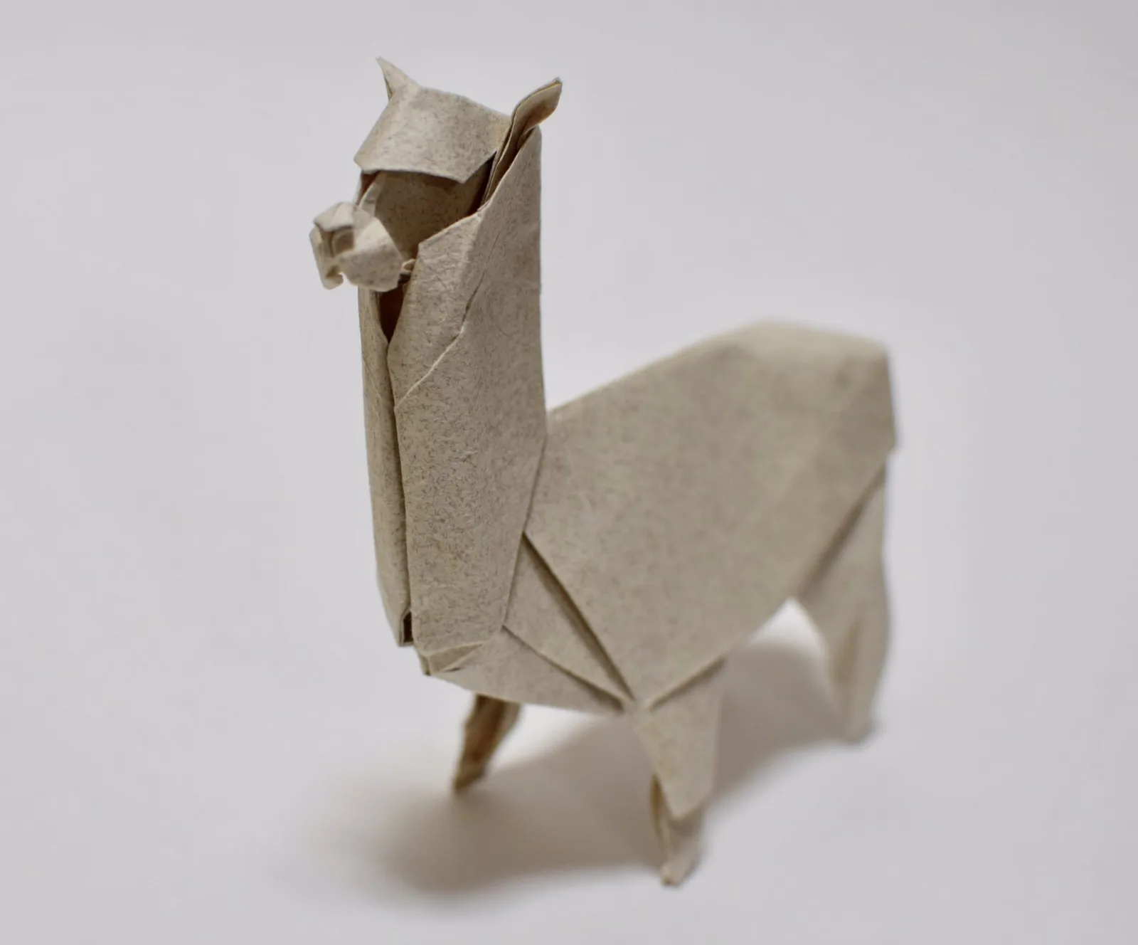 Alpaca