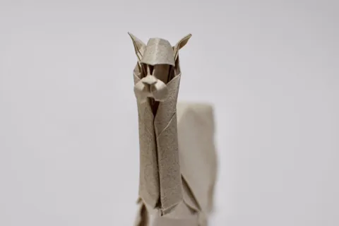 Alpaca