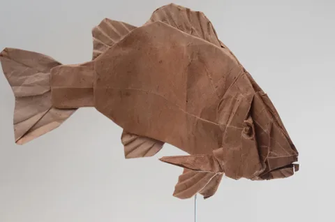 (Same generic fish base) Argyrops bleekeri, Mangrove red snapper, chum salmon