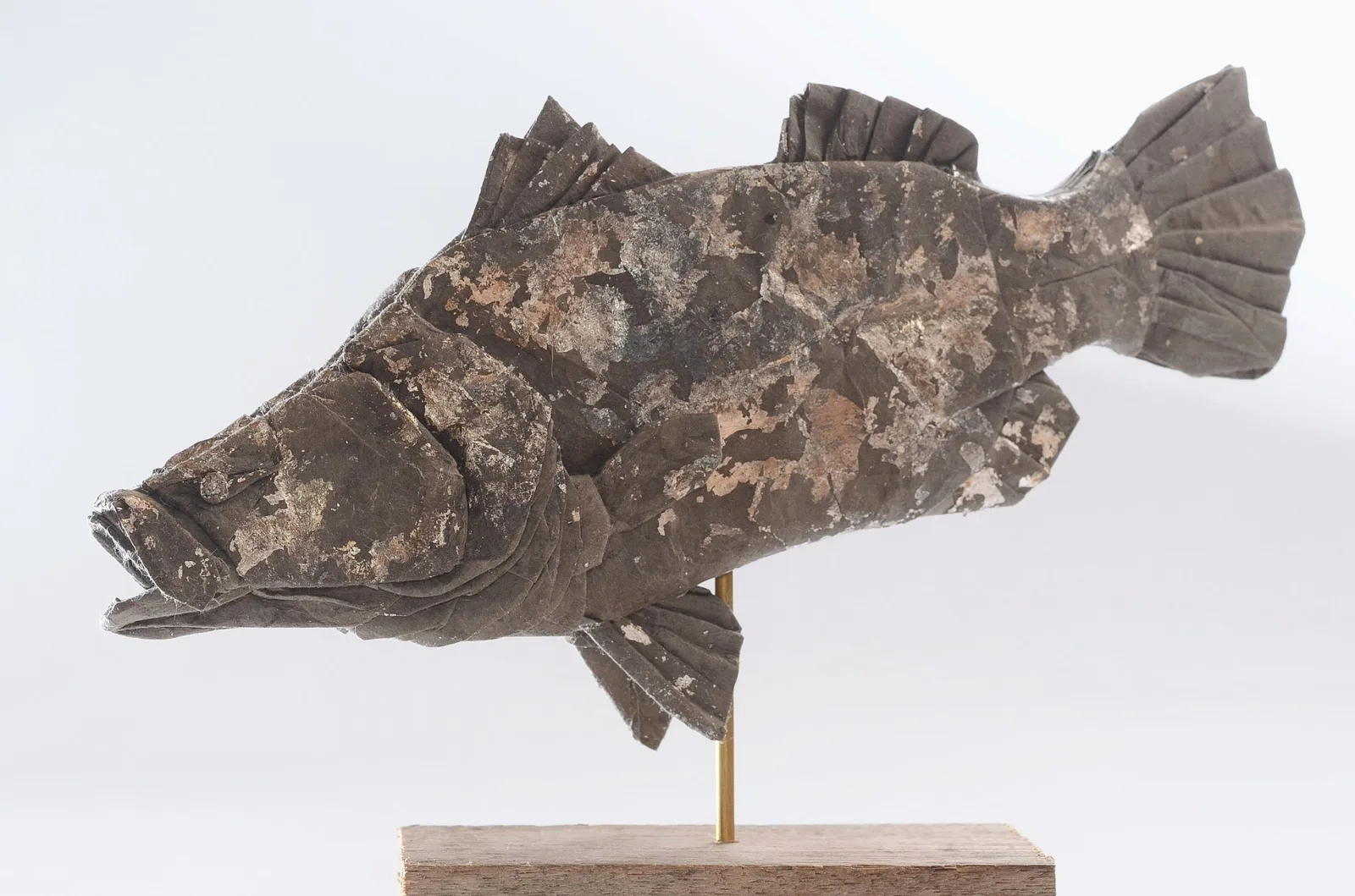 Barramundi