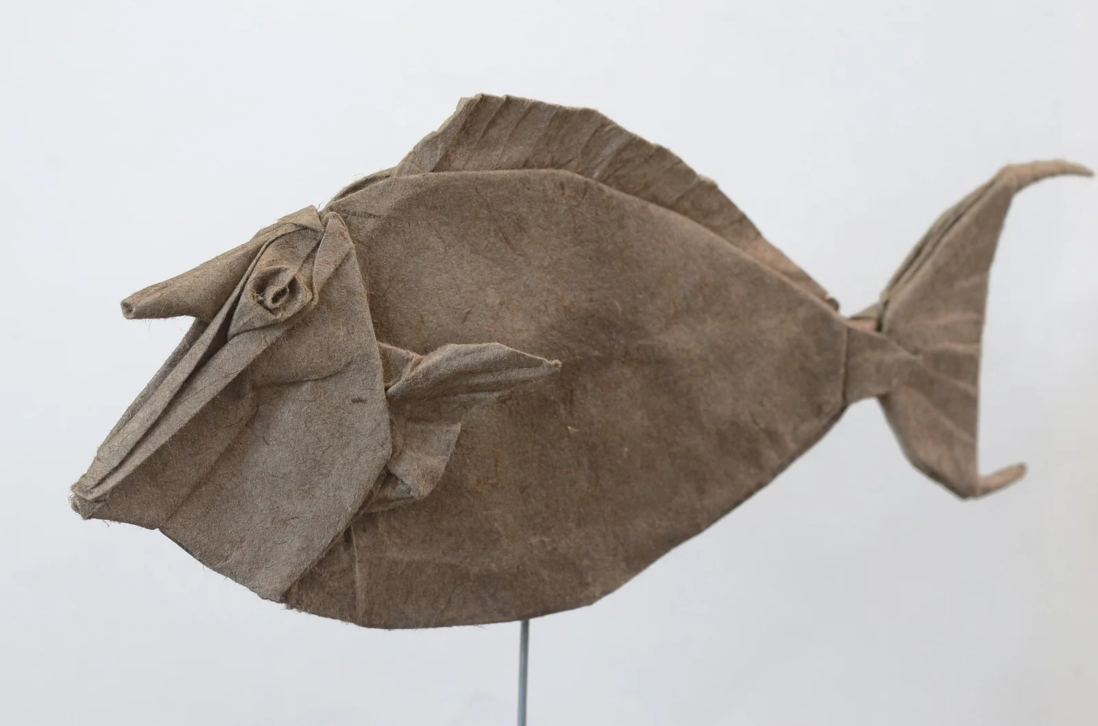 Bluespine unicorn fish