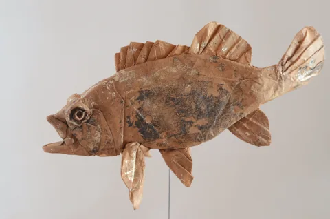 Japanese rockfish