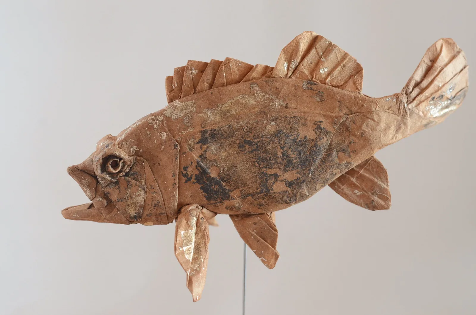 Japanese rockfish