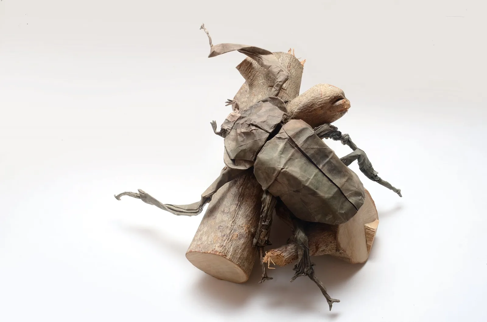 Long-armed scarab beetle