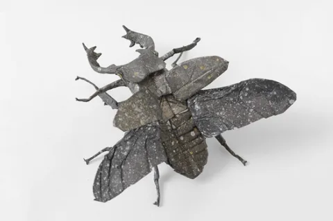 Miyama stag beetle