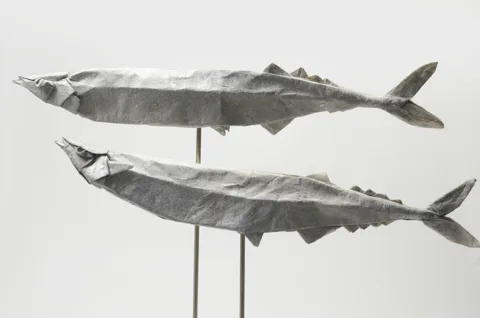 Pacific Saury