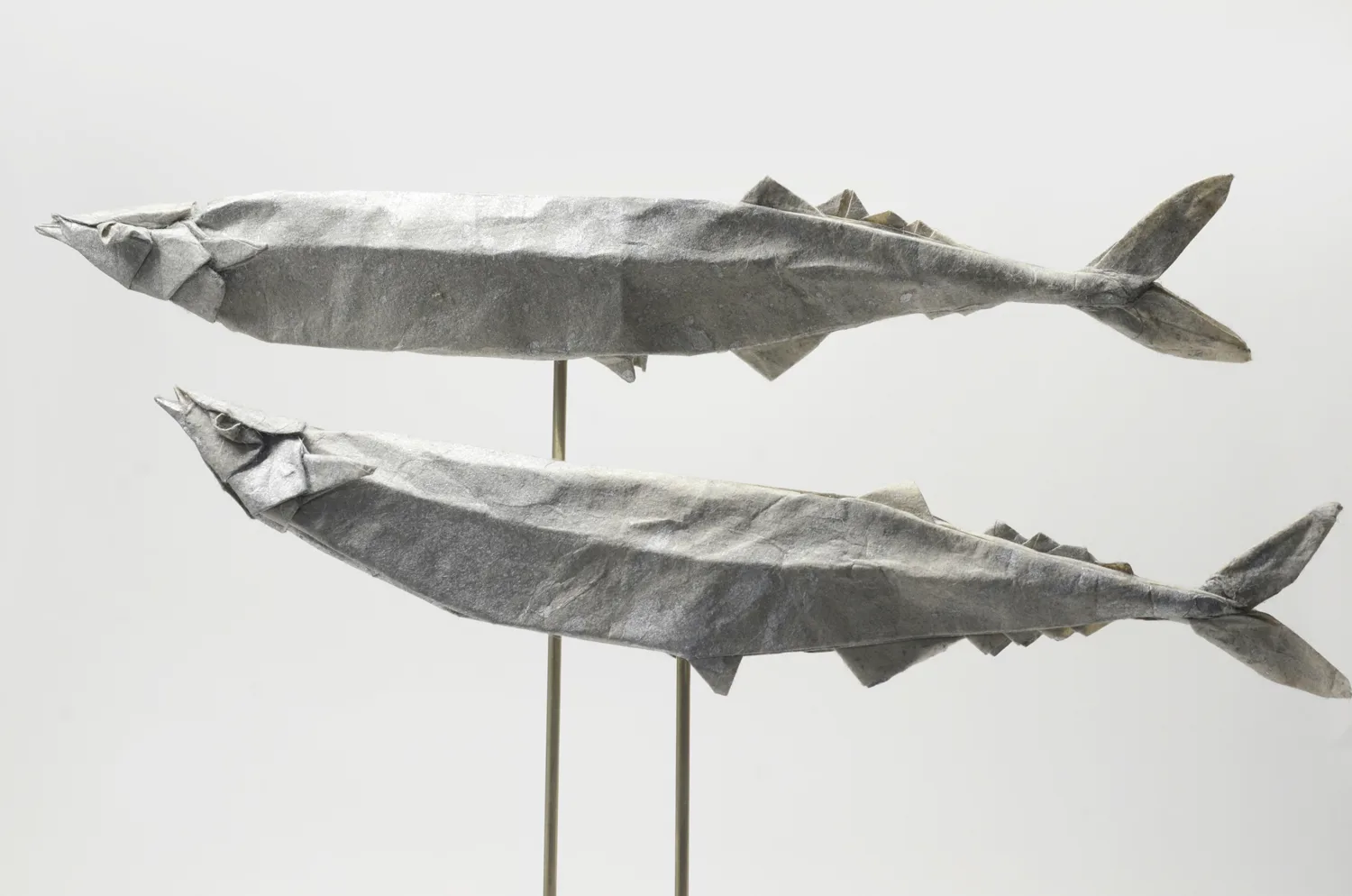 Pacific Saury