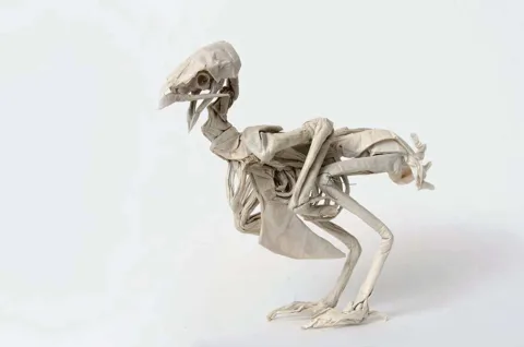 Quail skeleton