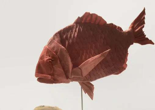 Sea bream