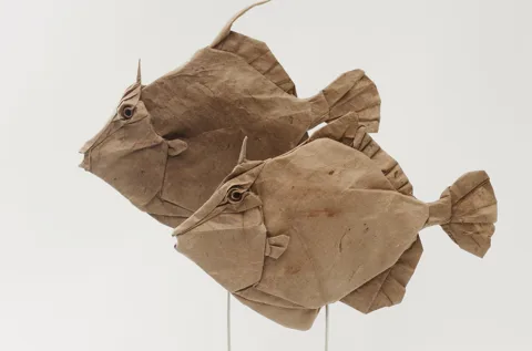Thread sail filefish