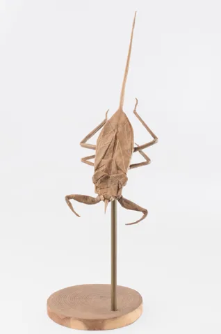 Water scorpion␠