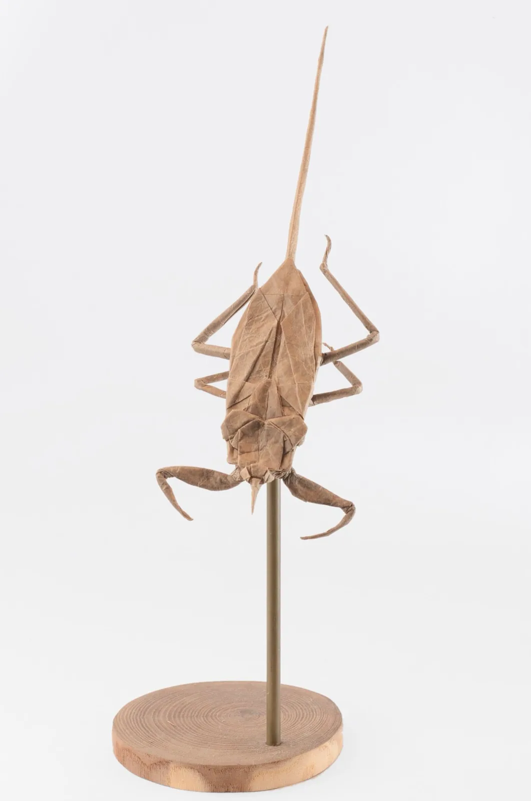 Water scorpion␠