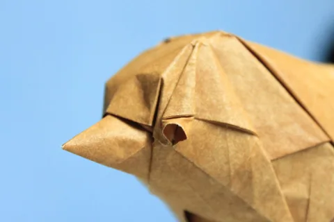 Sparrow