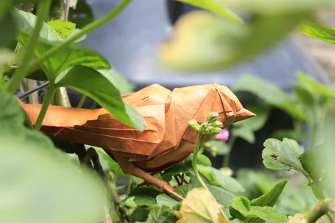 Sparrow
