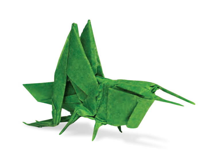 Grasshopper