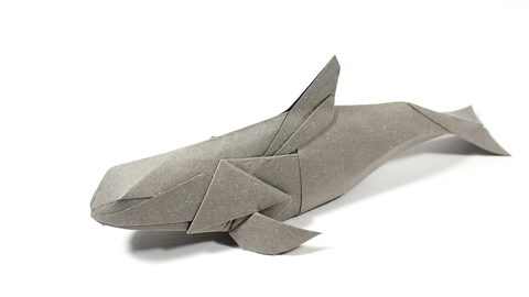 Vaquita