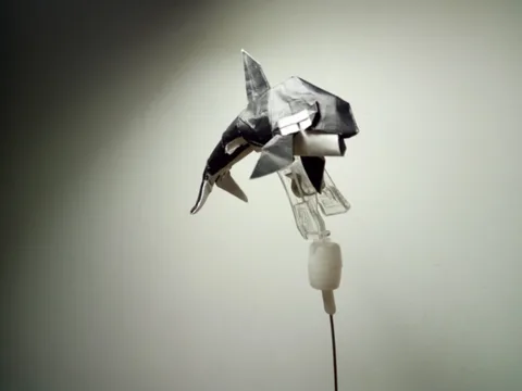 Killer Whale