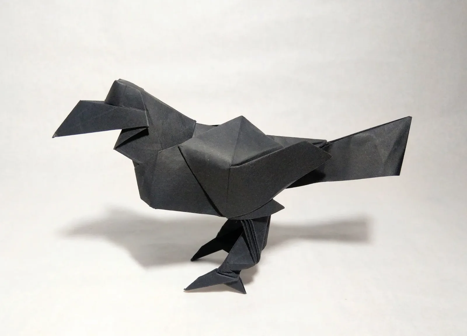 Jungle Crow