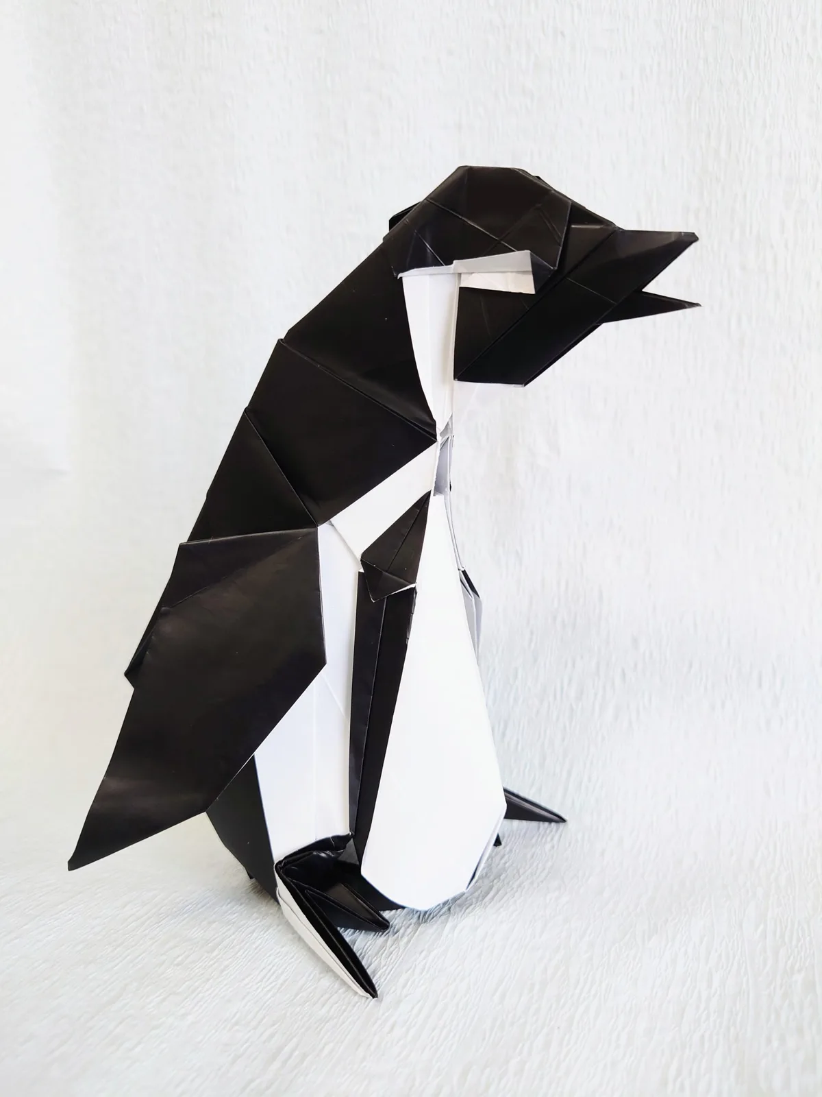 Megallanic Penguin