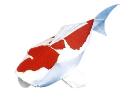 Koi