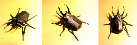 Atlas Beetle - Chalcosoma Caucasus v3.1