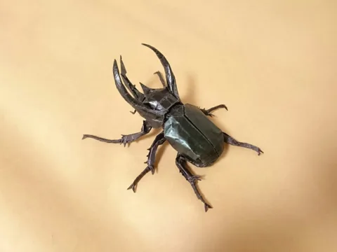 Atlas Beetle - Chalcosoma Caucasus v3.1