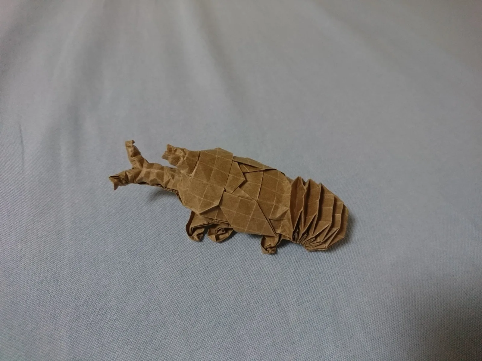 Beetle pupa
