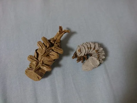 Beetle pupa