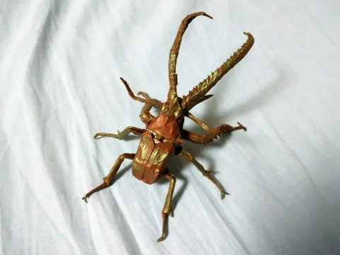 Chiasognathus Grantii