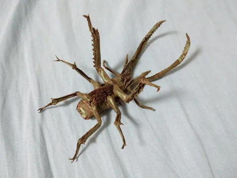 Chiasognathus Grantii