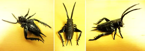 Cricket v1
