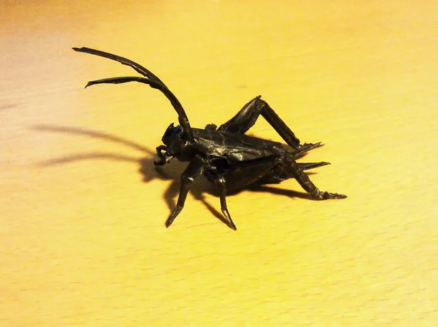 Cricket v2