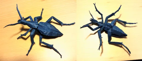 Ground Beetle