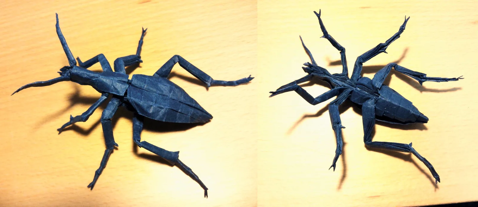 Ground Beetle