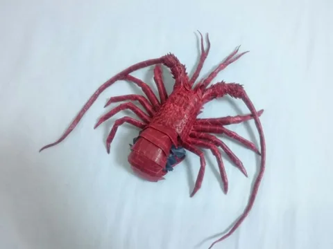 Japanese Spiny Lobster (Guide)